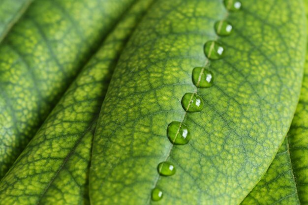 Round drops of water row on the green leaves of Rhododendron . Natural vegan herbal cosmetics concept