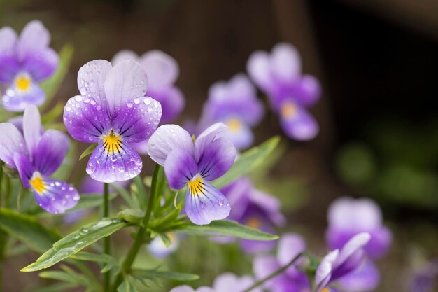 Photo round drops of water on violet petals closeup purple flowers in the garden after the rain