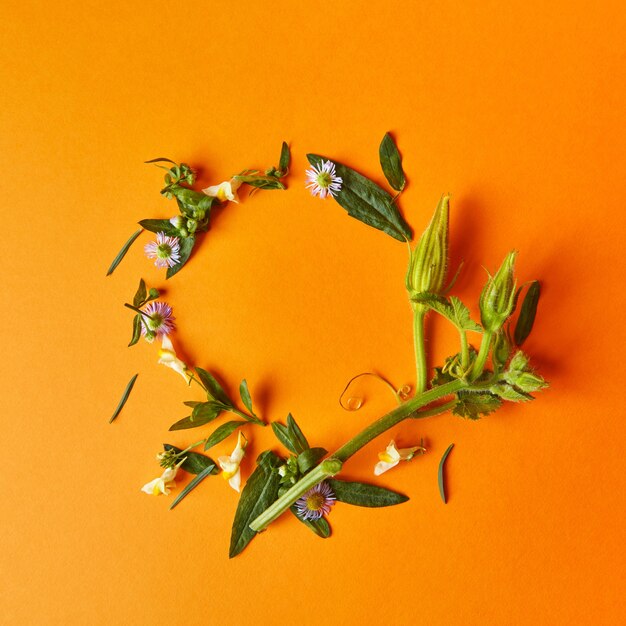 Una cornice rotonda di fiori autunnali di foglie verdi e un gambo di zucca su uno sfondo arancione piatto laici