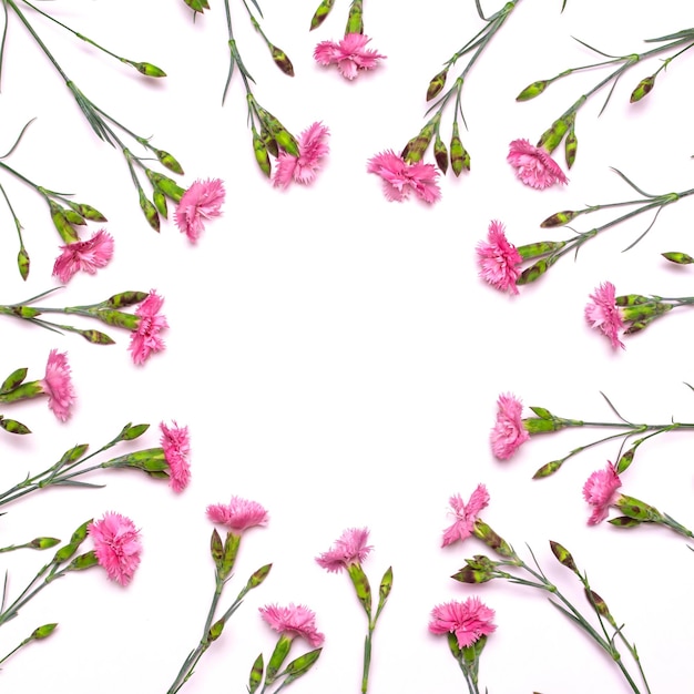 Round frame of delicate flowers Spring pink flowers on white background