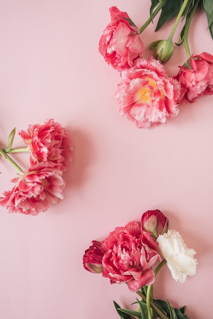 Круглая рамка из красивых розовых и белых цветов пионовидного тюльпана на розовом
