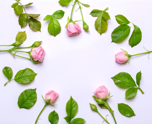 写真 繊細な花の丸いフレーム白い背景の上のピンクのバラ上面図フラットデザイン