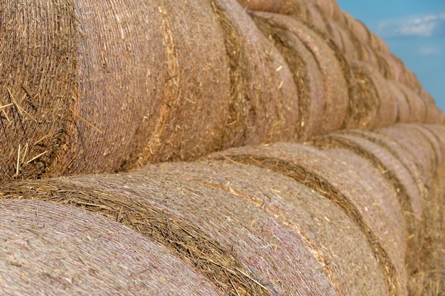 Round golden straw bales lie on the field after the grain harvest A bale of hay closeup The harvest season of grain crops