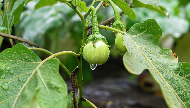 Round green eggplant vegetable tree in the garden