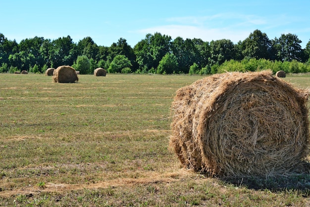 round haystack on the agricultural field isolated with forestline on background