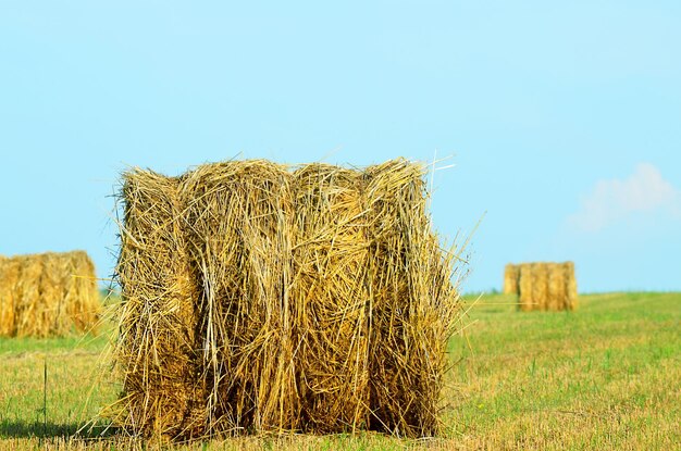 Round haystacks in the field