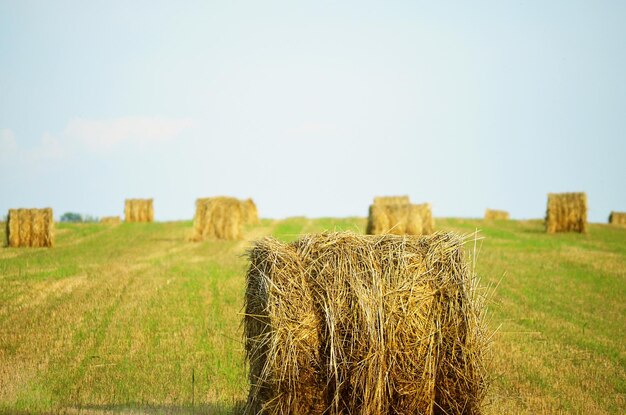 Round haystacks in the field