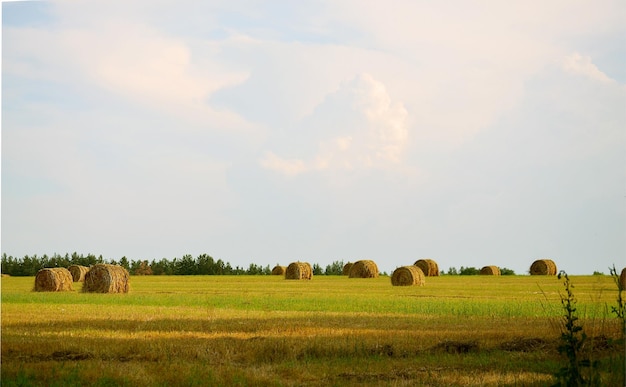 Round haystacks in the field