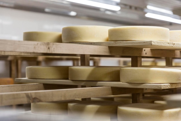 Teste rotonde di formaggio su scaffali di legno in deposito tradizioni di caseificazione e vendita di prodotti freschi