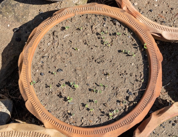 Round radish sprouted seeds in the vegetable garden