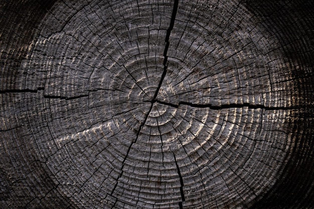 Round saw cut tree with annual rings