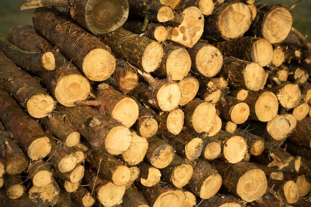 Round sections of logs in a stack with firewood close-up - wooden rural background. Cottage core, nature, ecology, solid fuel. Copy space