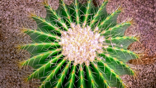 Round Spiky Cactus on the Rock