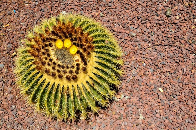 石の地面に生える丸い多肉植物サボテン