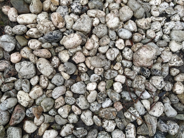 Round white and gray stones similar to light marble Beautiful wet shiny stones after rain Closeup in natural daylight Twigs and leaves