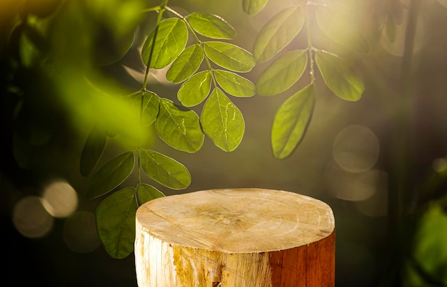 Round wooden saw cut cylinder shape for product display with Kelor or Drumstick tree Moringa oleifera green leaves