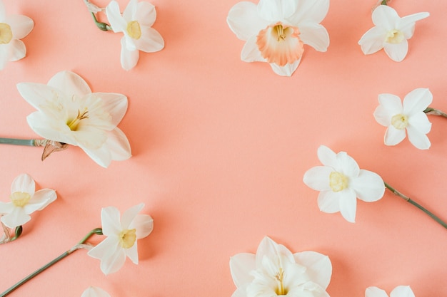 Modello di spazio di copia cornice corona rotonda. fiori di narciso su coralli viventi