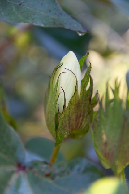 写真 綿の植物の丸い黄色い花