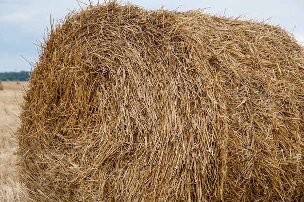 Round yellow haystacks are scattered in a chaotic manner on the field