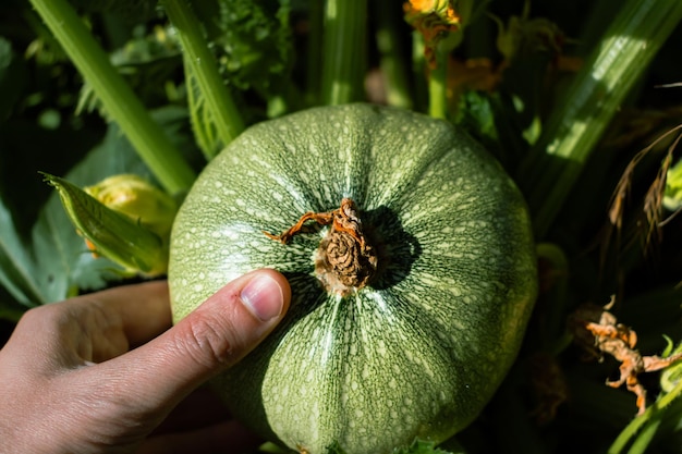 Round zucchini from Nice in eco garden cucurbita pepo