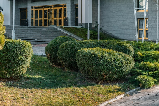 Rounded green bush grows on the ground near an entrance to the building. Door. Stairs. Green