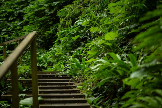 写真 熱帯雨林に沿って木で作られたトレイルと階段のあるルート