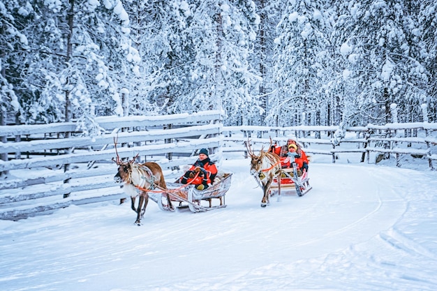 Rovaniemi, Finland - December 30, 2010: Racing on the Reindeer sledding in Finland in Lapland in winter.