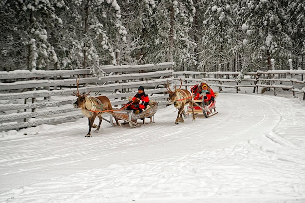 Rovaniemi, Finland - December 30, 2010: Racing on the reindeer sledges in Rovaniemi on December 30, 2010