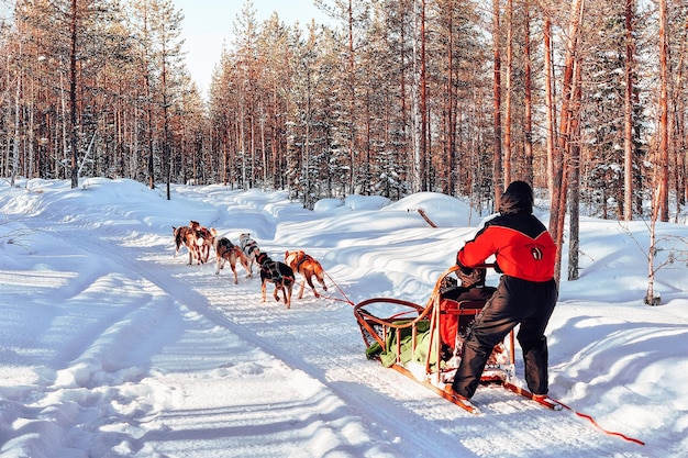 핀란드 로바니에미 - 2017년 3월 5일: 겨울에 핀란드 라플란드에서 허스키 개 썰매를 탄 여자.
