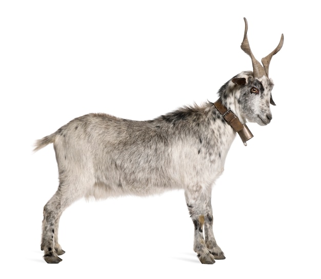 Photo rove goat, standing