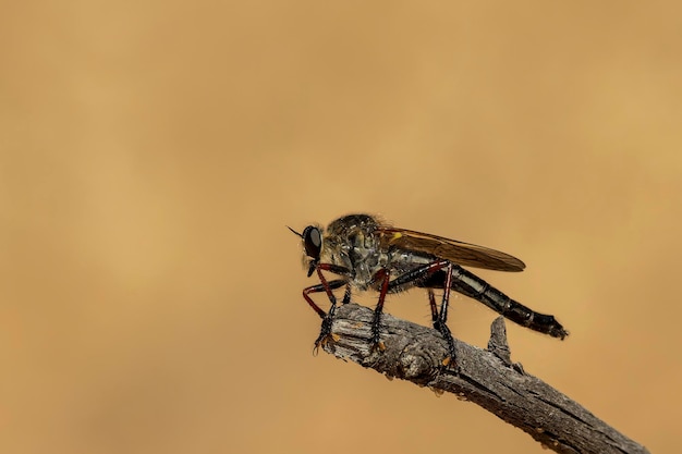 Rover vliegen zijn grote, borstelige vliegen die hun prooi (meestal andere insecten) halverwege de vlucht vangen.