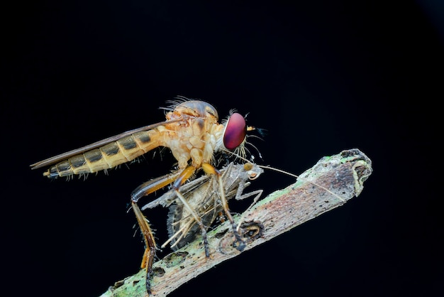 Roverfly op zwarte achtergrond