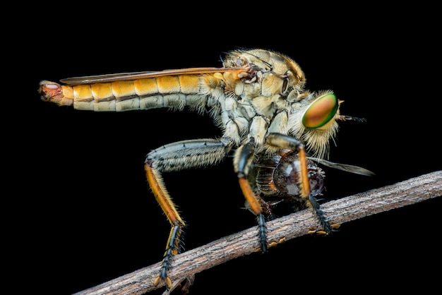 Roverfly op zwarte achtergrond