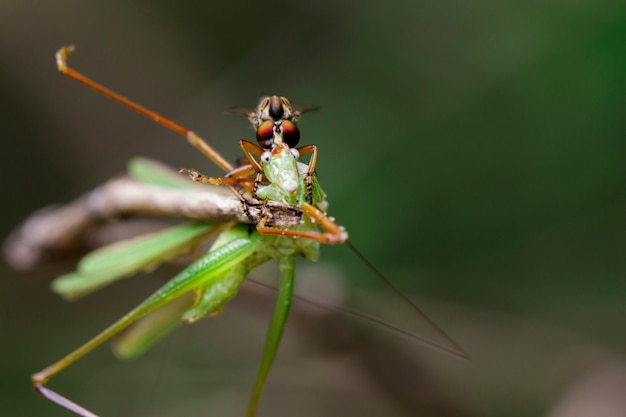 Roversvlieg die sprinkhaan op groen blad eten