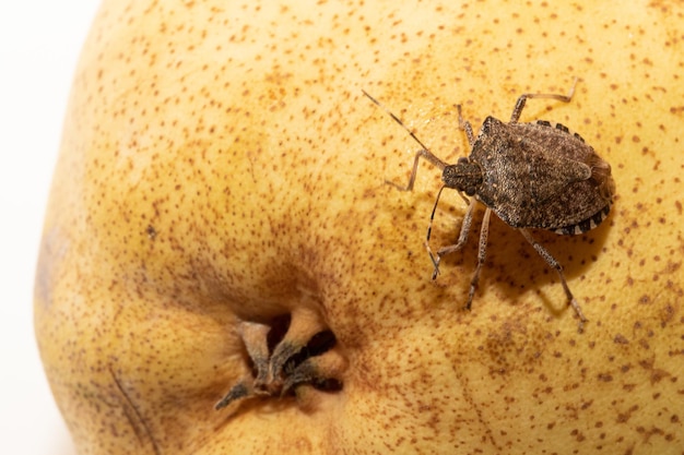 Rovigo ITALY September 29 2020 Brown marmorated stink bug over a yellow apple isolated on white background
