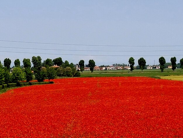 In rovigo