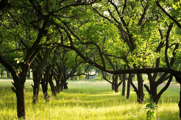 Photo row of abandoned garden trees