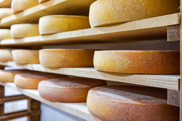 Row of aging Cheese on wooden shelves in maturing cellar of Franche Comte dairy in France