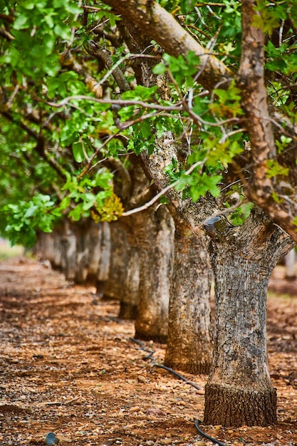 Row of almond trees with detail of trunks