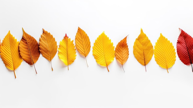 Photo a row of autumn leaves on a white background