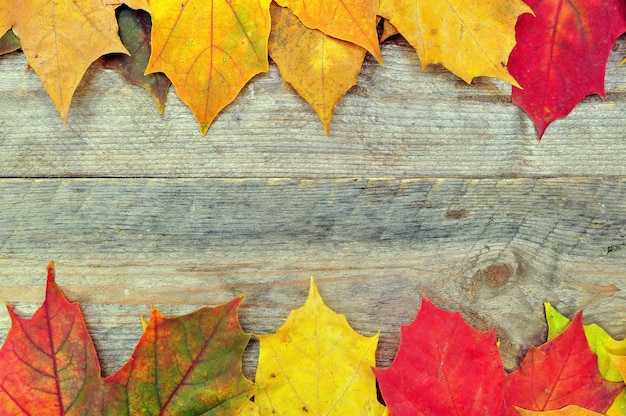 A row of autumn leaves on a wooden background