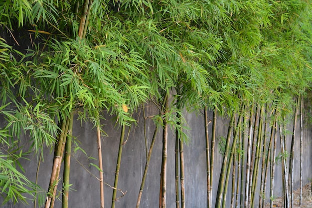 the row of bamboo tree as the fence decoration