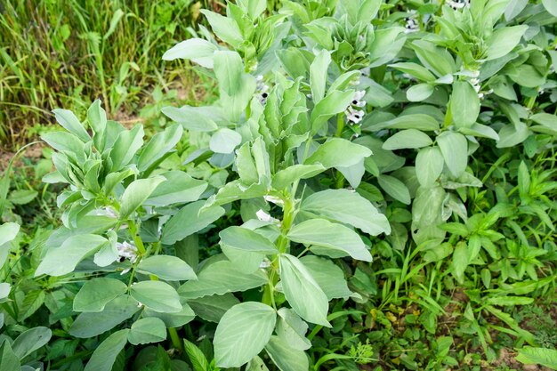 A row of beans in the garden Green leaves and flowers of beans Green shoots of beans