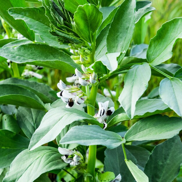 A row of beans in the garden Green leaves and flowers of beans