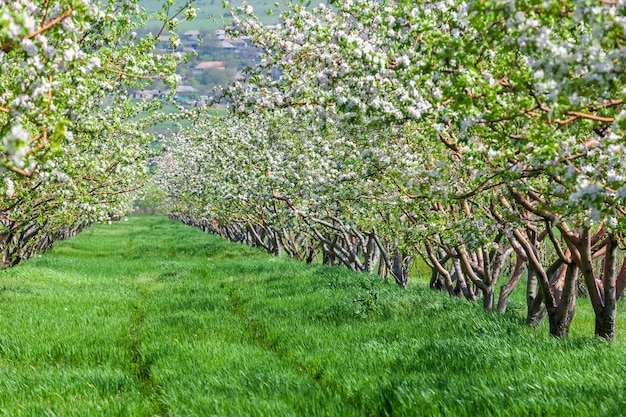 Ряд красивых цветущих декоративных яблонь и фруктовых деревьев