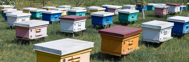 A row of bee hives in a private apiary in the garden Honey industry