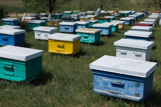 A row of bee hives in a private apiary in the garden Honey industry