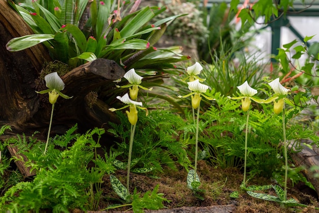Row of carnivorous tropical pitcher orchids growing in botanical garden