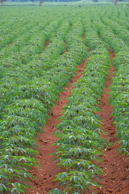 Fila di manioca nel campo