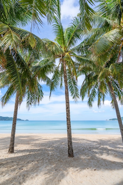 Row of coconut palm trees on beach Exotic tropical beach landscape for background or wallpaper.